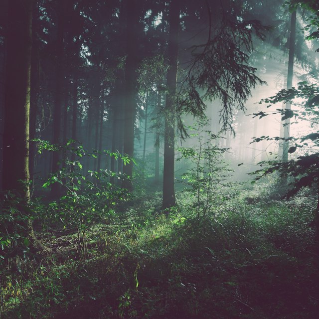 Lumière dans une forêt